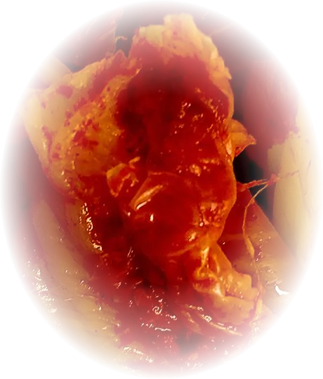 Close-up of KQ Bistro kimchi: folds of napa cabbage glossy with red chili seasoning